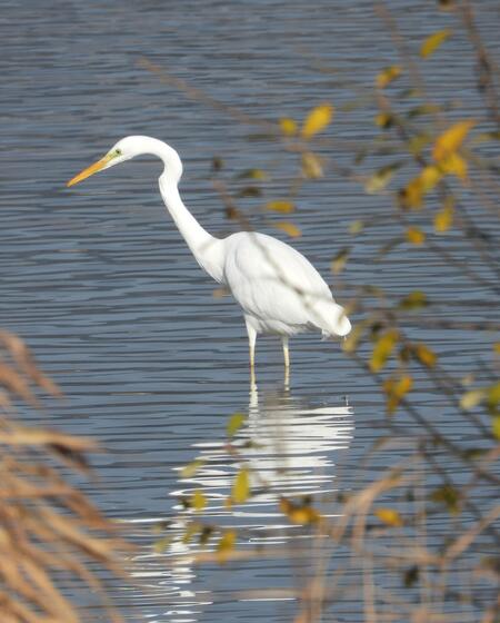 volavka zdeněk mrkáček