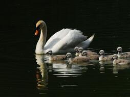 Hoeckerschwan mit Jungen