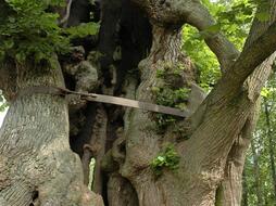 Tatobity, tysiącletnia lipa