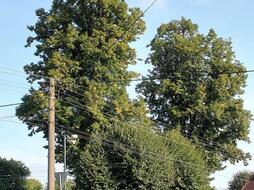 Linden trees in the village square in Paceřice