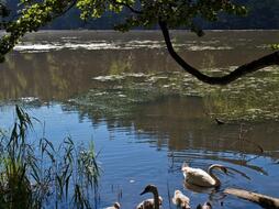 Schwäne am Vidlák-Teich
