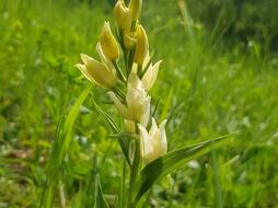 Okrotice bílá v Podloučkách