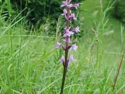 Pětiprstka žežulník v Podloučkách