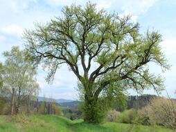 Denkwürdiger Birnbaum in Hruštice