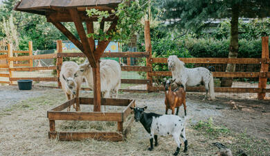 Hrnčířský dvůr ve Zvířeticích