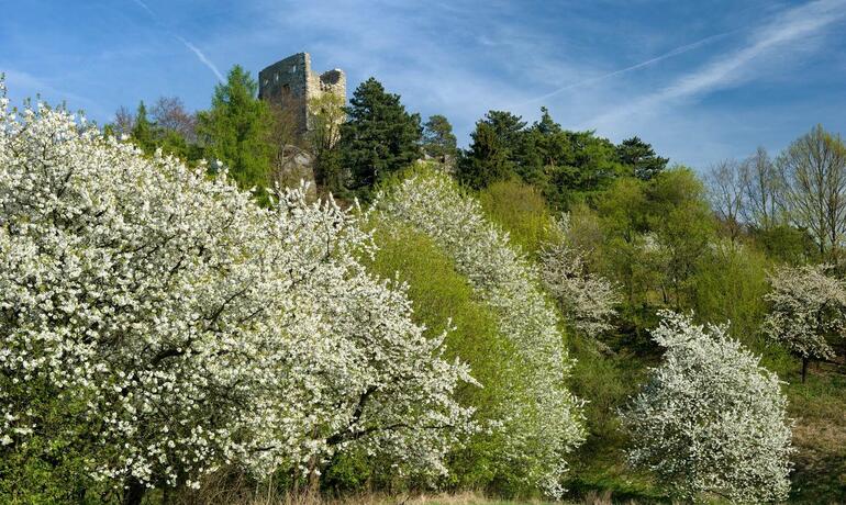 jarní hrad valečov kvetou stromy