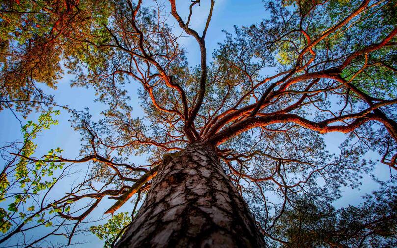 borovice hruboskalsko