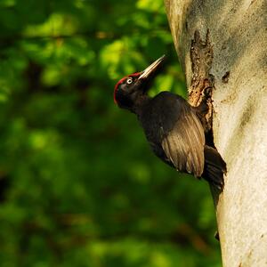 jaro v českém ráji
